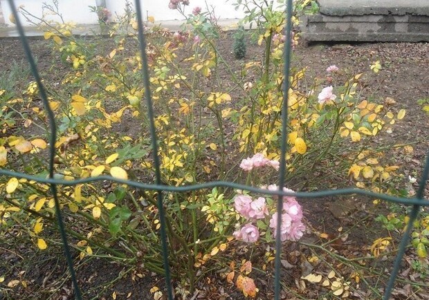 Не по-зимнему теплый январь: в Одессе распустились весенние растения. Фото: Анна Войтко