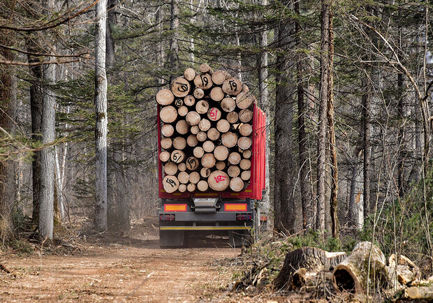 Проверь законность: в Одессе появилась "горячая линия" по вырубке деревьев