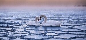 Все замерзло: що буде з лебедями з Левандівського озера