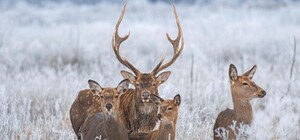 Какая милота: на Хортице заметили семейство оленей (фото, видео)