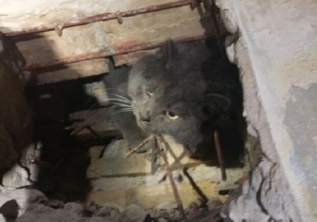 В Киеве полный кот застрял в вентиляционной шахте - фото: Facebook