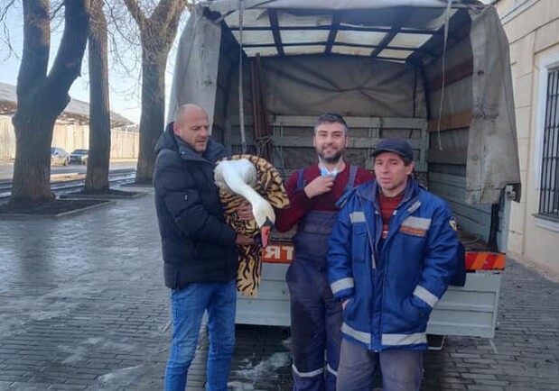 В Одессе и области неравнодушные люди спасли лебедя и пеликана. Фото: спасательно-водолазная служба 