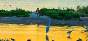 Развенчиваем фейк: нападали ли шакалы на людей в Тузловских лиманах 