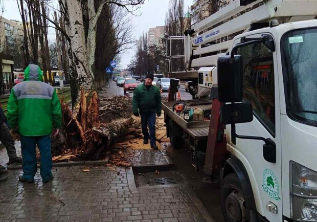 В Одессе ветер уже повалил несколько массивных веток деревьев. Фото: Горзелентрест