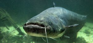 Речные чудища: запорожский дайвер показал зимующих сомов (видео)