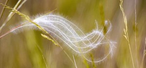 Так держать: запорожанка выиграла фотоконкурс от Википедии