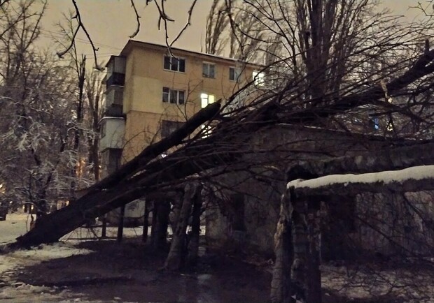 В Одессе 28 января 2021дерево повредило теплотрассу. Фото: 048