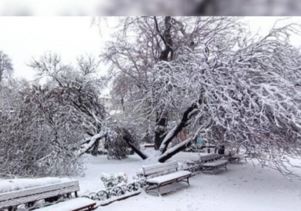 Не выдержало снегопада: в Одесском горсаду сломалось иудино дерево. Фото: "УСИ"
