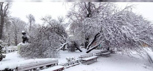 Не выдержало снегопада: в Одесском горсаду сломалось иудино дерево