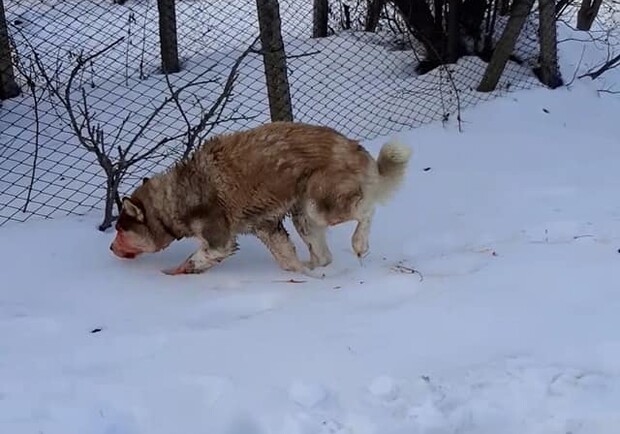 Подробности избиения хаски под Одессой:  в каком состоянии находится собака. Фото: Animal SOS Odessa