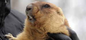 Прогноз байбака Тимки: харьковчан ждет ранняя весна