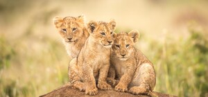 Милая банда: в васильевском зоопарке родились два тигренка и один львенок