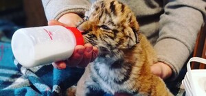 Милота: в Васильевке выбрали имена новорожденным тигрятам и львенку
