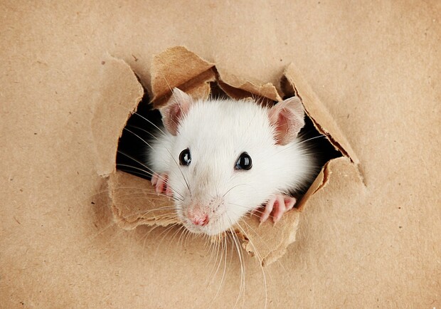Спала посреди торгового зала: в одесской "Таврии В" заметили крысу. Фото: pinterest