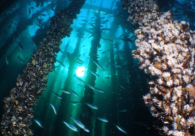 Арендуй участок в море: одесситы смогут выращивать креветки и мидии. Фото: pinterest