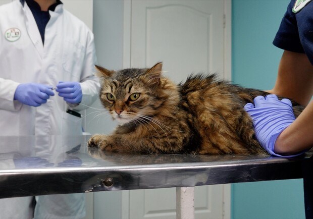 Бесплатно: в Одессе кастрируют и стерилизуют уличных котов и кошек. Фото и открытых источников