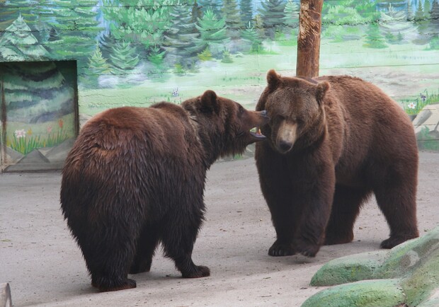 Любовь повсюду: в Одесском зоопарке назвали пару года. Фото: Одесский зоопарк