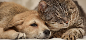 За 850 тысяч: в Запорожье стерилизуют бездомных котов и собак