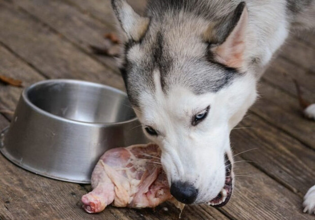 Не кормила собаку: хозяйку избитого под Одессой хаски оштрафуют
