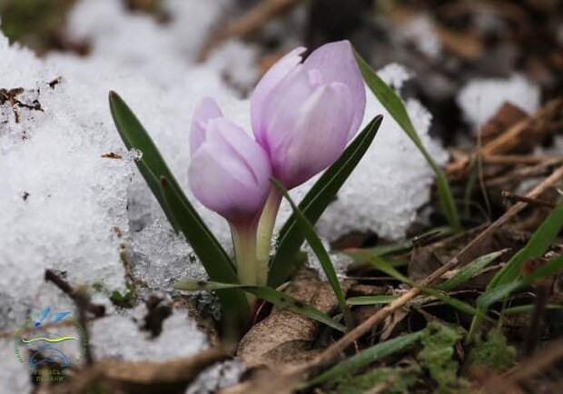 Полюбуйся: в Одесской области под снегом расцвели редкие цветы. Фото: Иван Русев