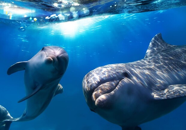 На одесский пляж приплыли дельфины: смотри видео. Фото из открытых источников