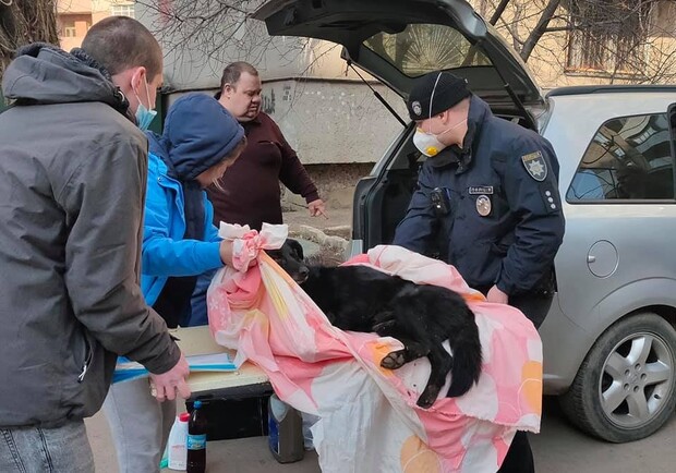 В Одессе собака упала с балкона третьего этажа. Фото: "Законы природы"
