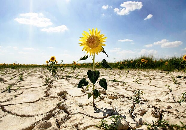 Засуха и неурожай: какое лето прогнозируют в Одесской области - фото