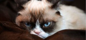 Уже скоро: когда прекратит гудеть биоэлектростанция 