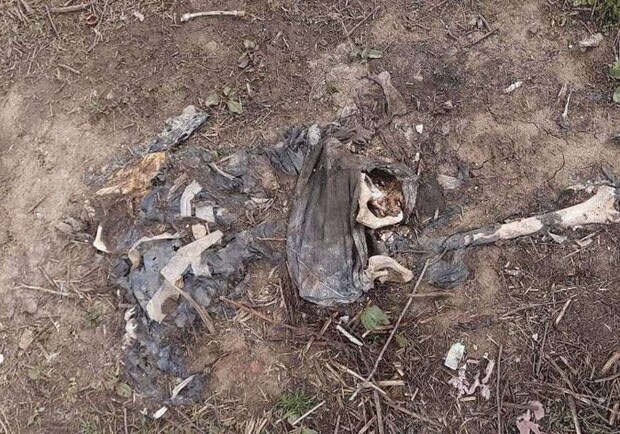 В Одессе нашли человеческие останки. Фото: УСИ
