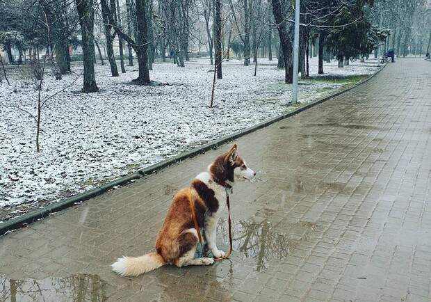 Ничего не предвещало беды: в Одессе снова выпал снег. Фото: instagram.com/haski_kita