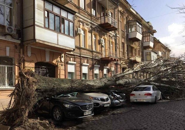Дерево раздавило машину одесситки: она отсудила у города 224 тысячи. Фото: "Пушкинская"
