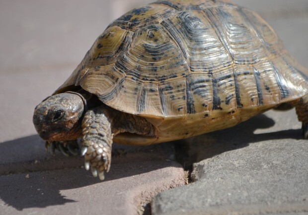 Из Одесского зоопарка сбежали черепахи