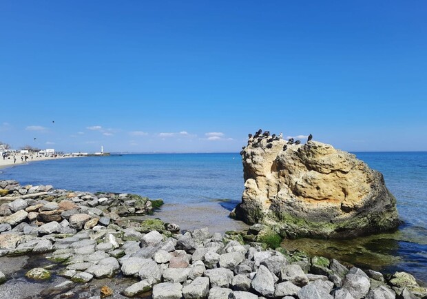 Полюбуйся: на побережье Одессы пенсионер создал пляж для птиц. Фото Марины Повертайло