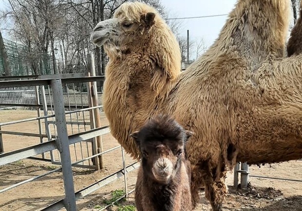 Полюбуйся: в Одесском зоопарке родился верблюжонок. Фото Игоря Белякова