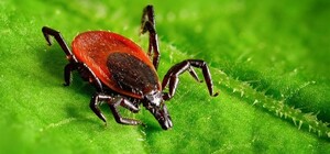 Не суйся: киевлянам запретили сегодня посещать парк Рыльского