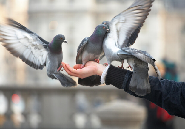 На Приморском бульваре изъяли голубей: у них были склеены перья. Фото: pexels