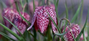 Долина чорних тюльпанів: де на Львівщині побачити незвичайні квіти