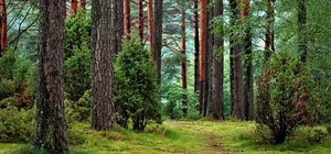 Погуляй в онлайне: Google запустил виртуальные туры по украинским паркам