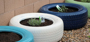 На Березняках женщина оградила клумбы шинами: коммунальщики их до этого убирали