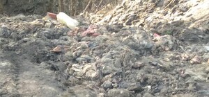 Вонь страшная: в балке нашли около 100 тонн кишок