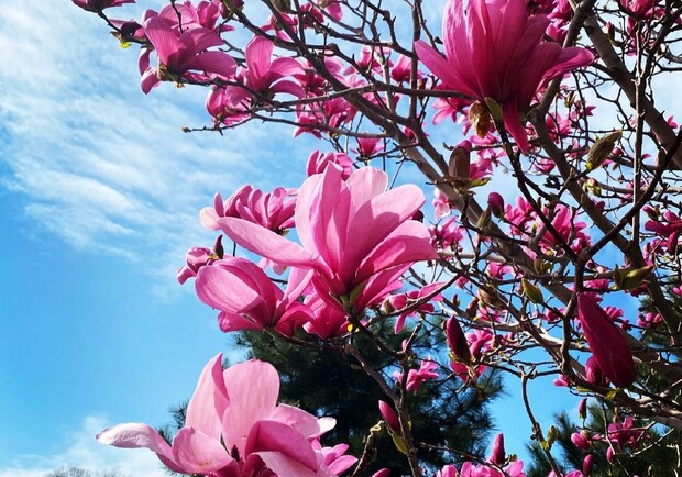 Весна в твоем Instagram: где в Одессе цветут магнолии. Фото: instagram.com/odessa_ukraine_world