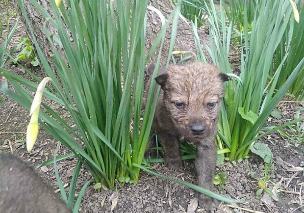 В Одесском зоопарке родились пять волчат: от них отказалась мама. Фото: Игорь Беляков