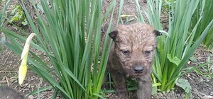 В Одесском зоопарке родились пять волчат: от них отказалась мама
