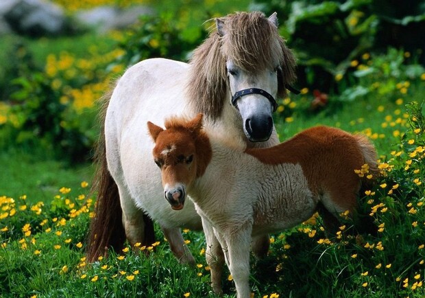 В Одесском зоопарке родился жеребенок пони 