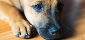 Следите за Бобиком: в Днепре догхантеры сделали ловушку на площадке для выгула собак 