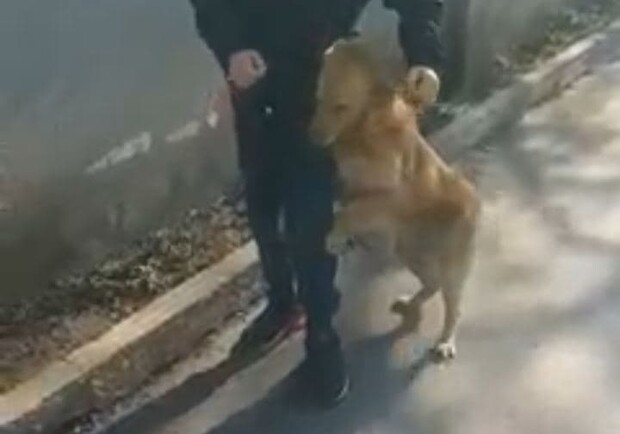 До слез: одесситов растрогал ролик о брошенной собаке, которая живет у Дома Мебели  - фото