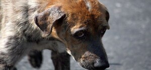 Погибли в страшных муках: в Днепре отравили более 20 собак