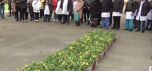 Благодарность: посольство Нидерландов передало медикам 20 ящиков тюльпанов