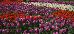 Помешала погода: выставку тюльпанов на Спивочем поле перенесли