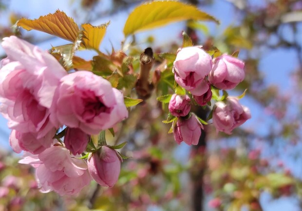 В Одессе цветут сакуры: где полюбоваться. Фото: Николь Свиридова